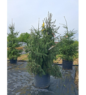 Picea breweriana C 200 L